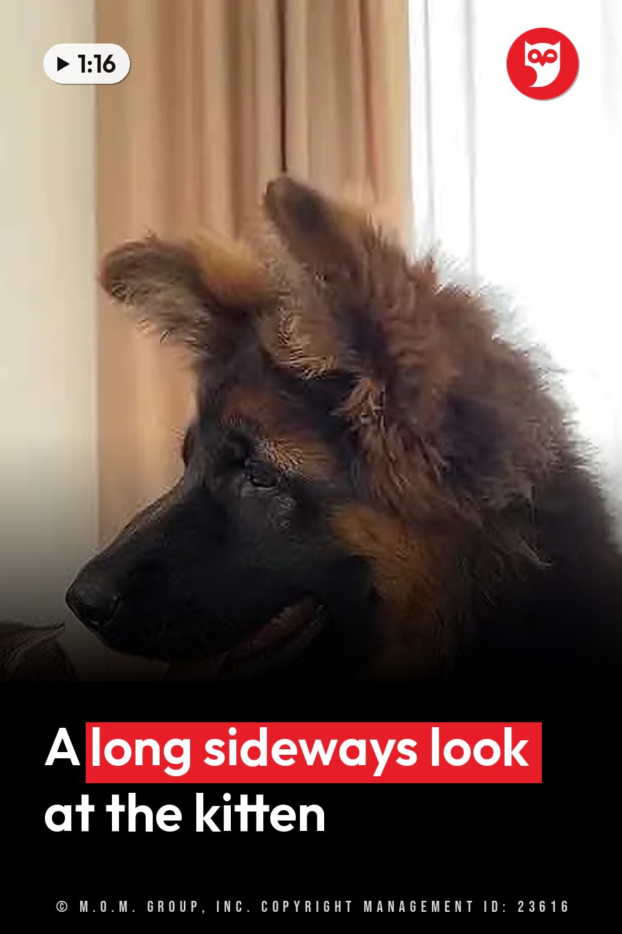 A black and tan German shepherd puppy looks off to one side near a window with curtains. A headline runs in white letters across the lower third.