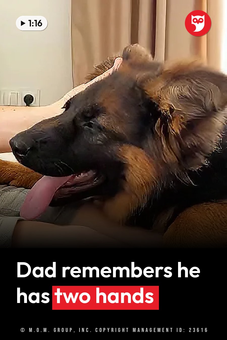 A German shepherd puppy rests her head on a seated person's lap with her tongue out. A headline runs in white letters across the lower third.