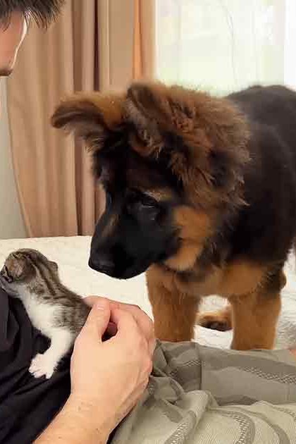 An adult male interacts with animals, including a German Shepherd puppy and a small kitten, indoors with light-colored furniture and neutral curtains.