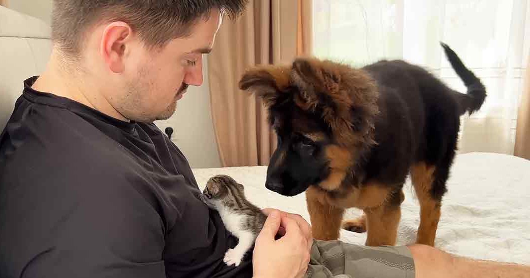 An adult male interacts with animals, including a German Shepherd puppy and a small kitten, indoors with light-colored furniture and neutral curtains.