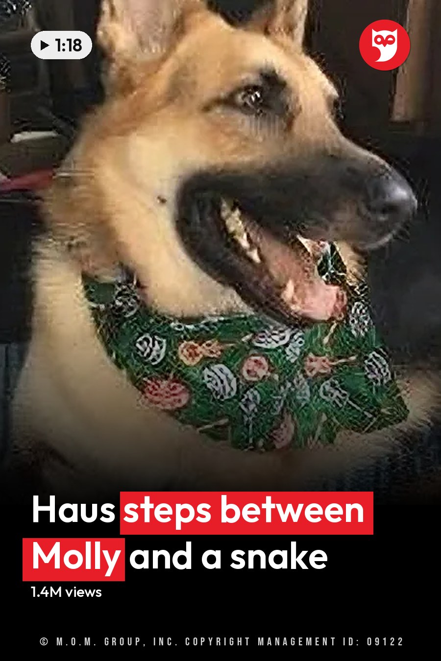 A German Shepherd dog with tan and black coat, sitting inside a vehicle, likely the backseat, under natural daylight. The headline runs in white letters across the lower third.