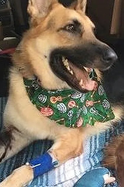 A German Shepherd dog with tan and black coat, sitting inside a vehicle, likely the backseat, under natural daylight.