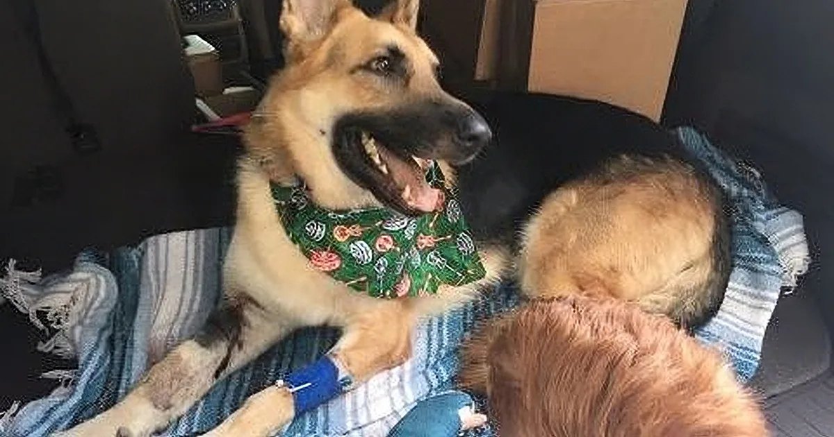 A German Shepherd dog with tan and black coat, sitting inside a vehicle, likely the backseat, under natural daylight.