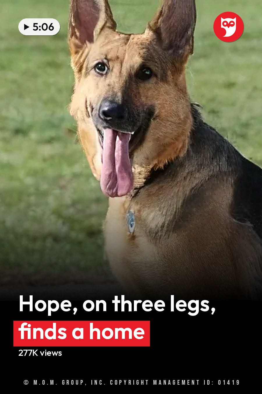 A German Shepherd dog with a black and tan coat stands on a paved path in an outdoor park-like setting during daytime. The headline runs in white letters across the lower third.