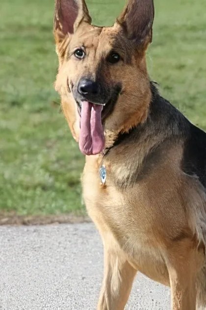A German Shepherd dog with a black and tan coat stands on a paved path in an outdoor park-like setting during daytime.