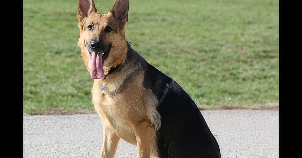 A German Shepherd dog with a black and tan coat stands on a paved path in an outdoor park-like setting during daytime.