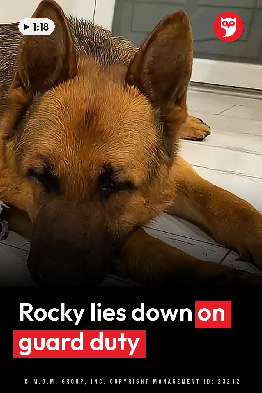 A German shepherd lies on a white wooden floor with his head resting near his front paws. A headline runs in white letters across the lower third.