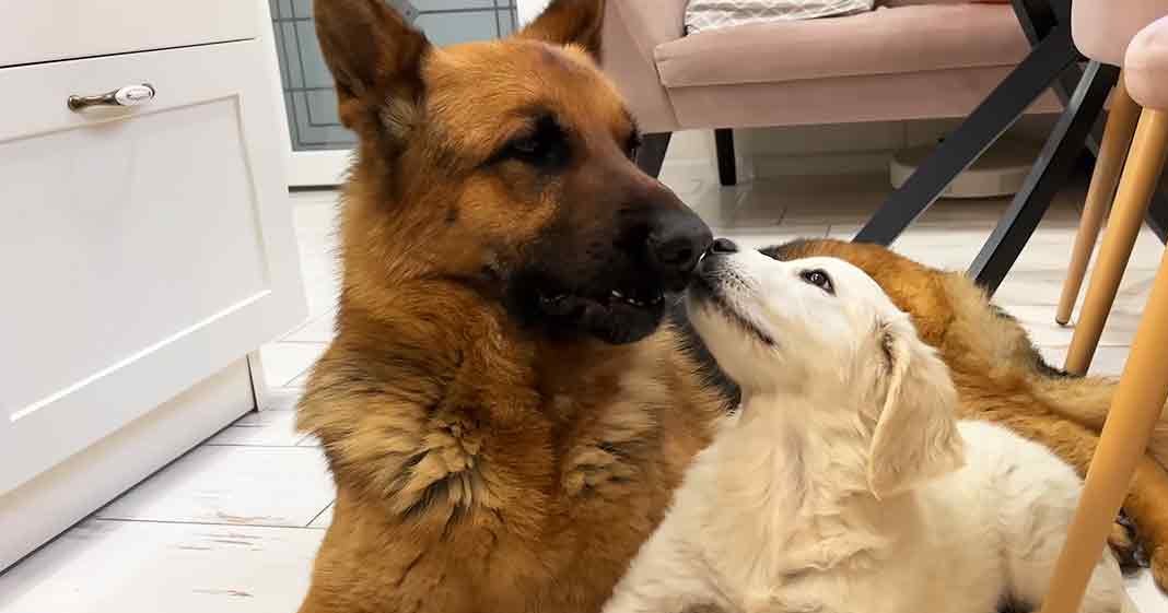 Two dogs interacting in a home setting with beige chair and light wood tones visible behind them.