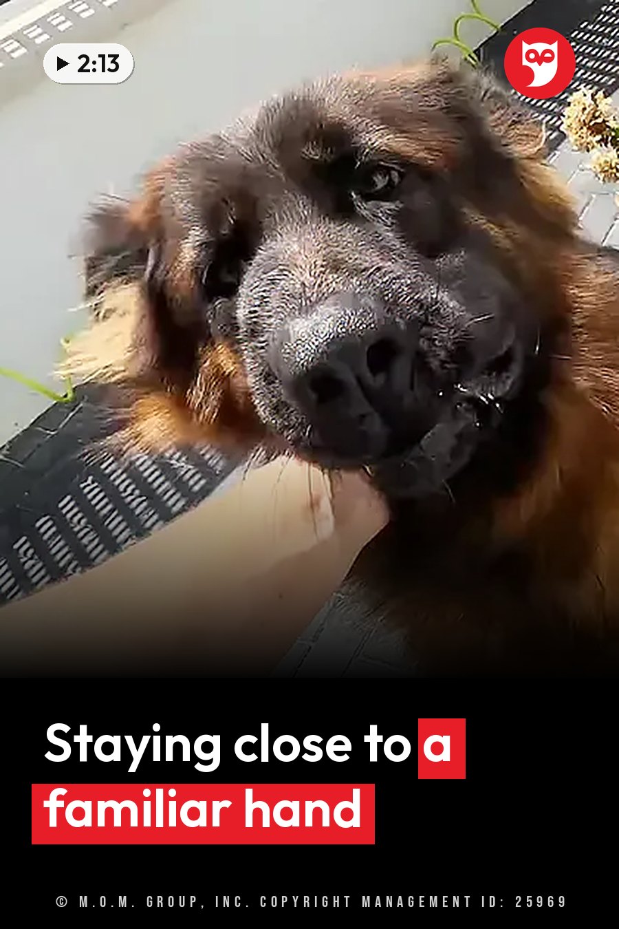 A large brown dog's head rests near a person's hand on a black grated surface. A headline runs in white letters across the lower third.