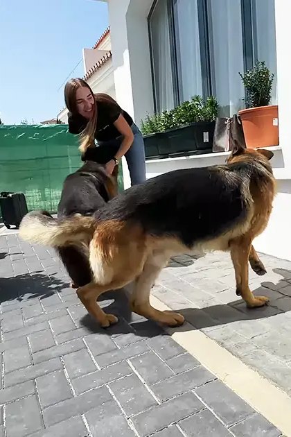 A woman interacting with two German Shepherd dogs in a sunny outdoor patio area, surrounded by potted plants and a green tarp.