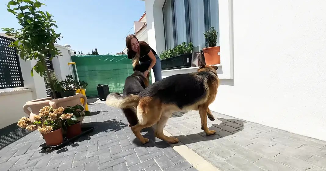 A woman interacting with two German Shepherd dogs in a sunny outdoor patio area, surrounded by potted plants and a green tarp.