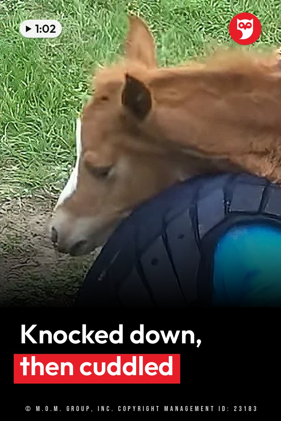A young brown and white horse rests her head on something blue beside green grass. A headline runs in white letters across the lower third.