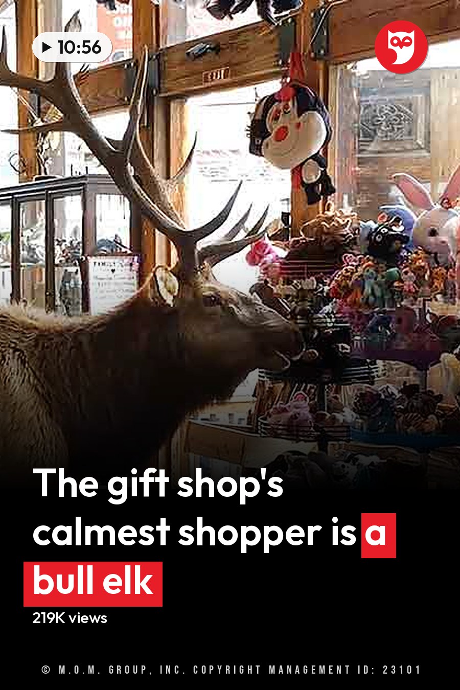 Adult elk with large antlers, light brown fur, gift shop shelves filled with souvenirs and sunglasses displays. The headline runs in white letters across the lower third.