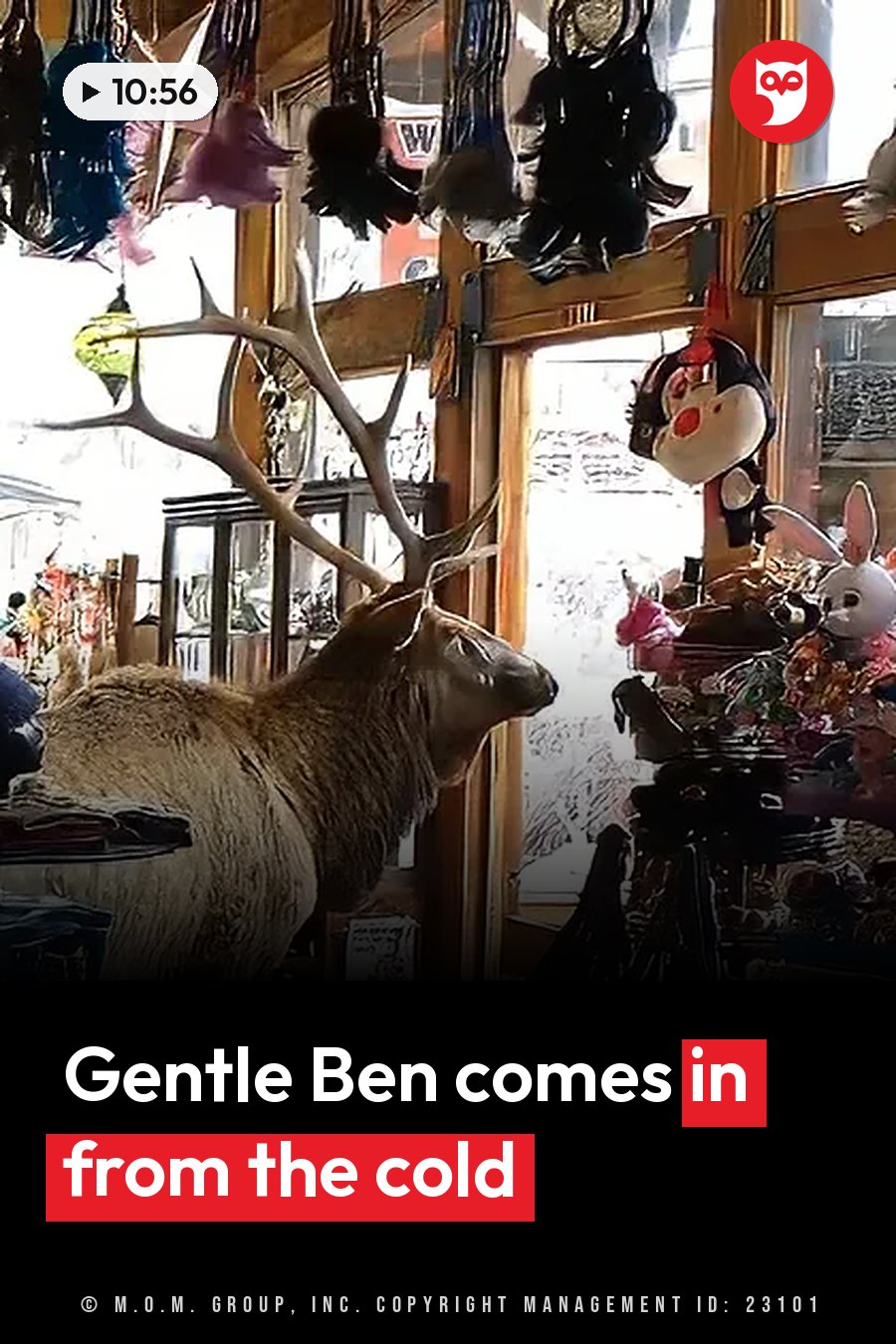 An elk's antlered head rises above a gift shop crowded with hanging dreamcatchers and stuffed animals. A headline runs in white letters across the lower third.