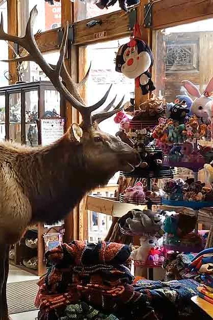 Adult elk with large antlers, light brown fur, gift shop shelves filled with souvenirs and sunglasses displays.