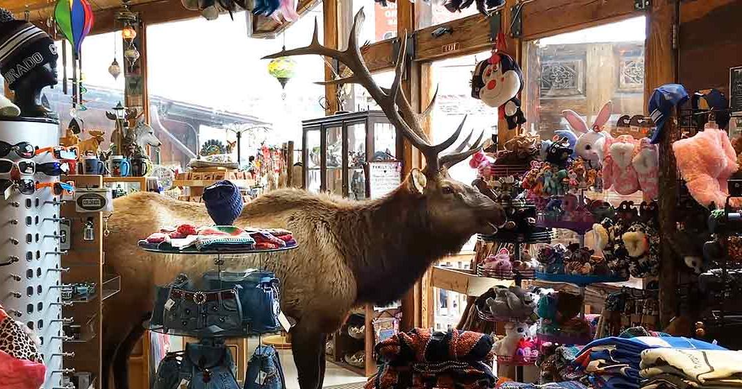 Adult elk with large antlers, light brown fur, gift shop shelves filled with souvenirs and sunglasses displays.