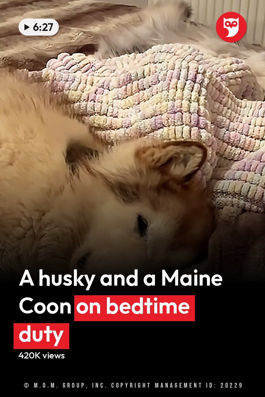 A large husky dog lying on a bed with pastel blankets, surrounded by a young child and a grayish-white cat. The headline runs in white letters across the lower third.