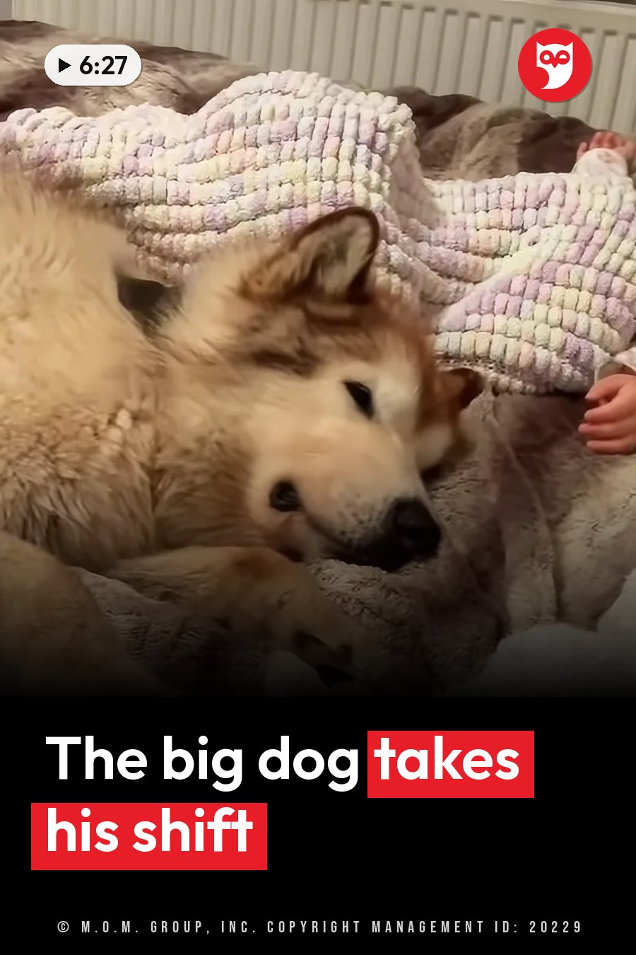 A large fluffy dog sleeps curled up on a patterned blanket next to a person's hand. A headline runs in white letters across the lower third.