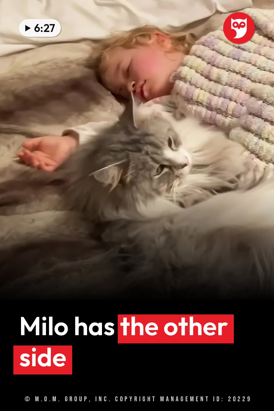 A small child sleeps on a blanket-covered bed beside a large fluffy cat. A headline runs in white letters across the lower third.