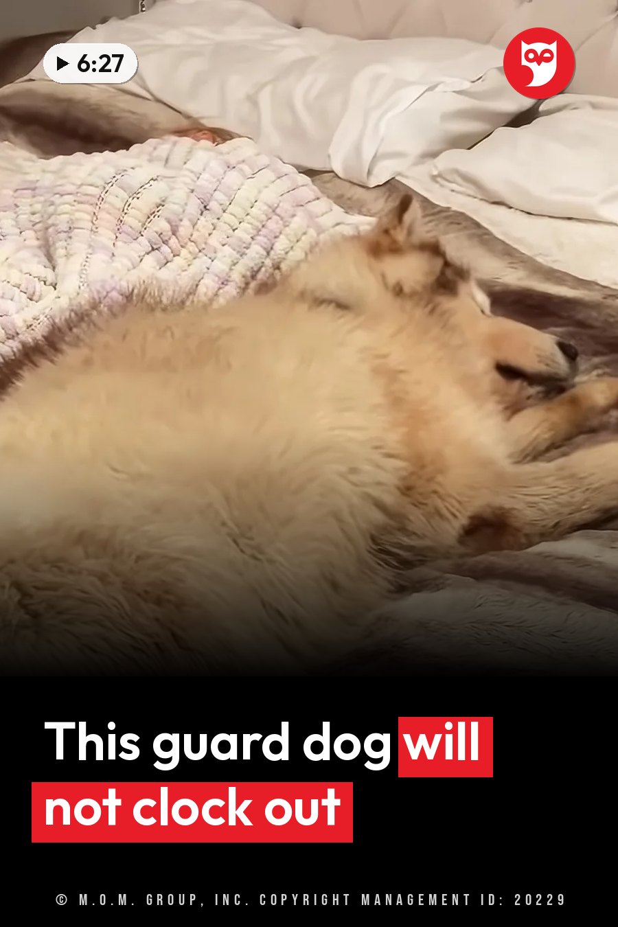 A fluffy dog sleeps on a bed with white sheets, with a colorful blanket close by. A headline runs in white letters across the lower third.