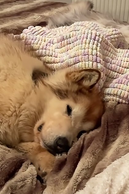 A large husky dog lying on a bed with pastel blankets, surrounded by a young child and a grayish-white cat.