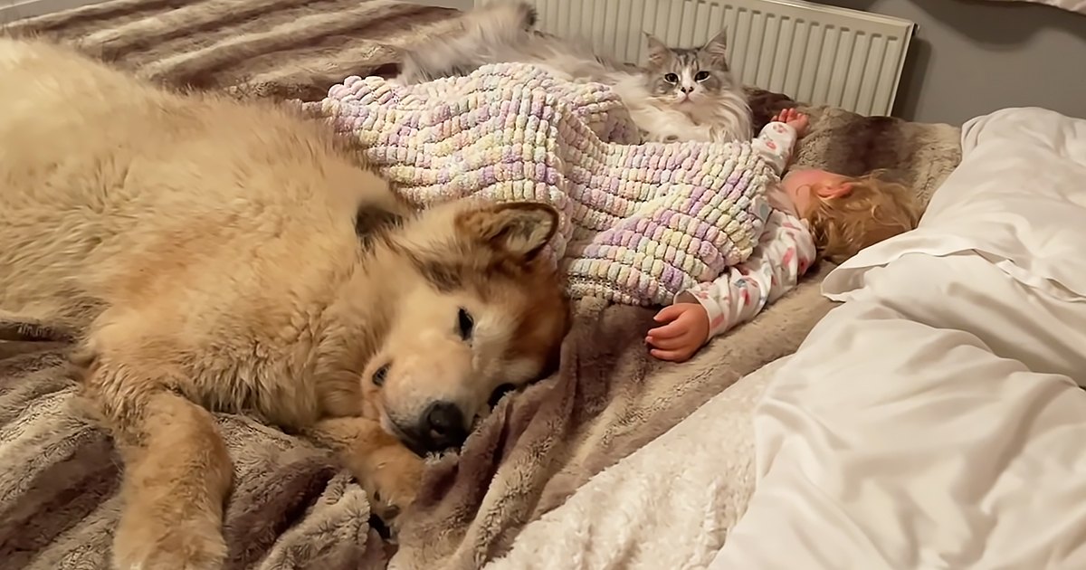 A large husky dog lying on a bed with pastel blankets, surrounded by a young child and a grayish-white cat.