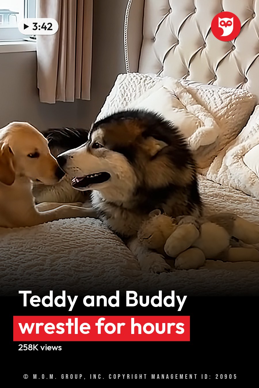 Two dogs interacting on a bed with a tufted headboard and white pillows in a bedroom with natural light streaming through partially drawn curtains. The headline runs in white letters across the lower third.
