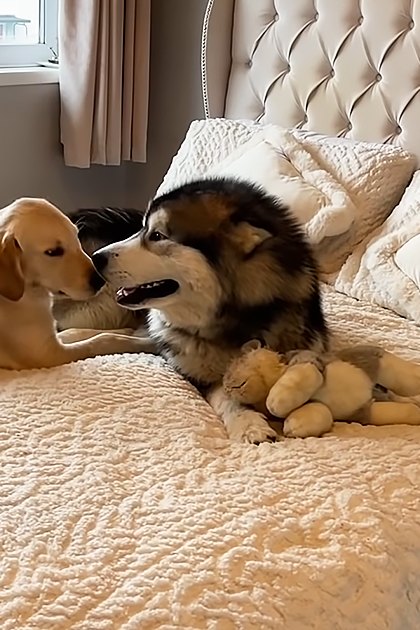 Two dogs interacting on a bed with a tufted headboard and white pillows in a bedroom with natural light streaming through partially drawn curtains.