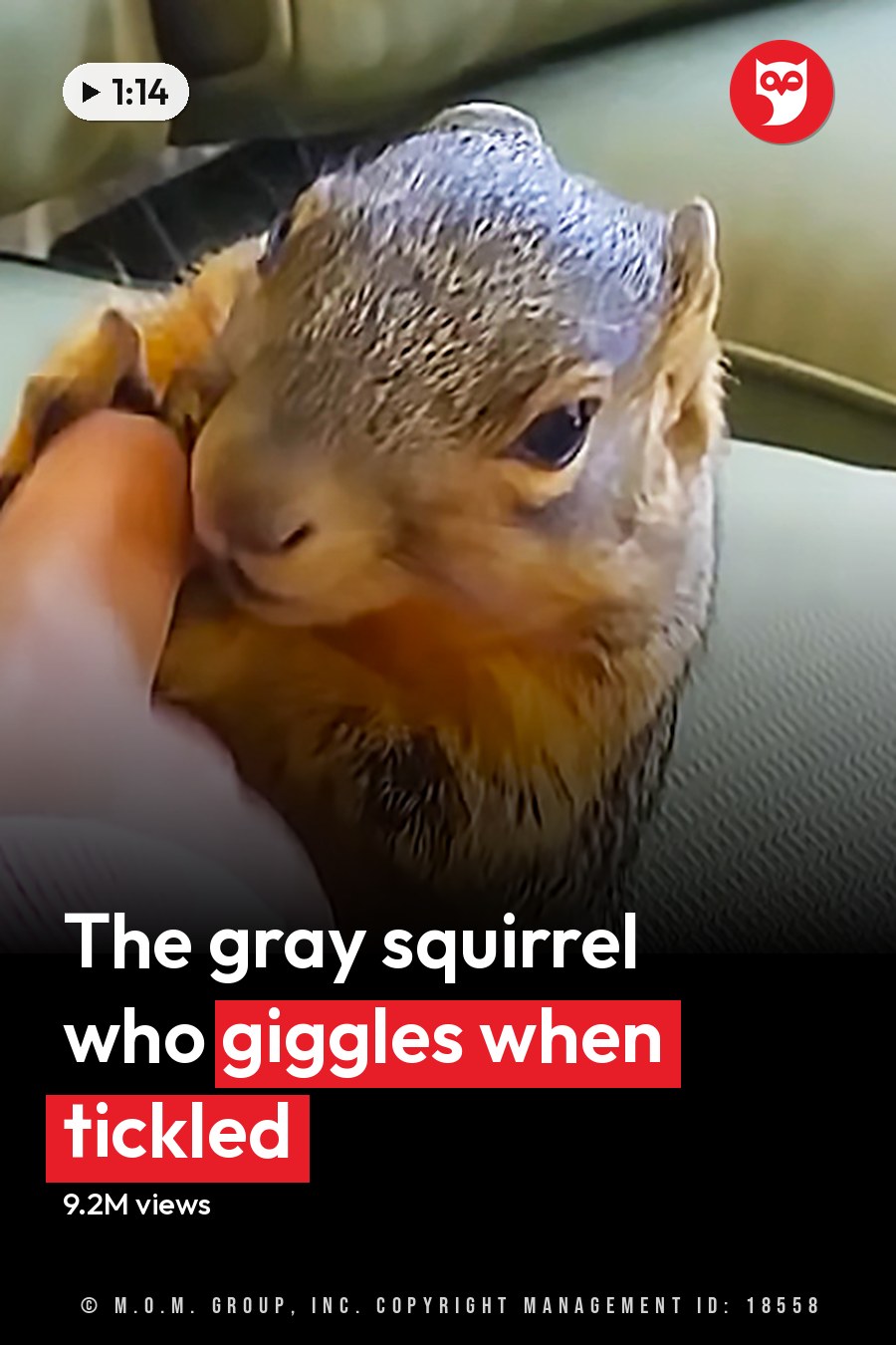 A juvenile Eastern gray squirrel with a yellowish underbelly, perched on an indoor couch near a green cushion and patterned pillow. The headline runs in white letters across the lower third.