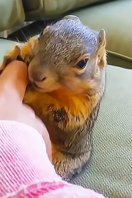 A juvenile Eastern gray squirrel with a yellowish underbelly, perched on an indoor couch near a green cushion and patterned pillow.
