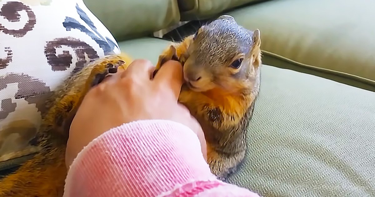 A juvenile Eastern gray squirrel with a yellowish underbelly, perched on an indoor couch near a green cushion and patterned pillow.