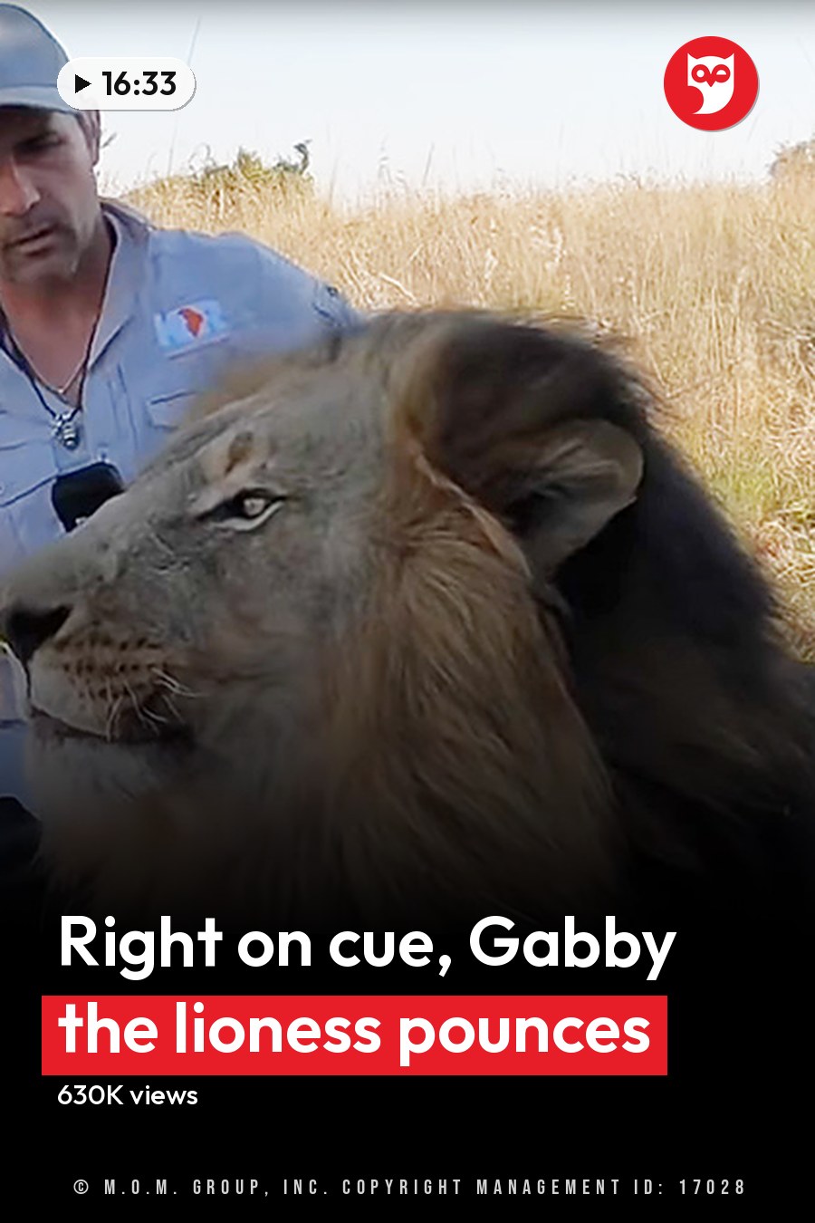 Adult male lion with dark brown coat in dry savanna landscape, late summer or early autumn day with mid-morning to afternoon sunlight. The headline runs in white letters across the lower third.