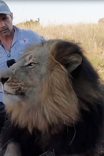 Adult male lion with dark brown coat in dry savanna landscape, late summer or early autumn day with mid-morning to afternoon sunlight