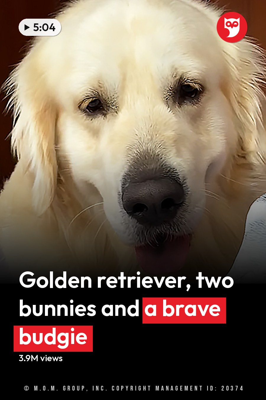 A Golden Retriever dog with a Budgerigar bird and a young domestic rabbit in an indoor bedroom setting with soft lighting. The headline runs in white letters across the lower third.