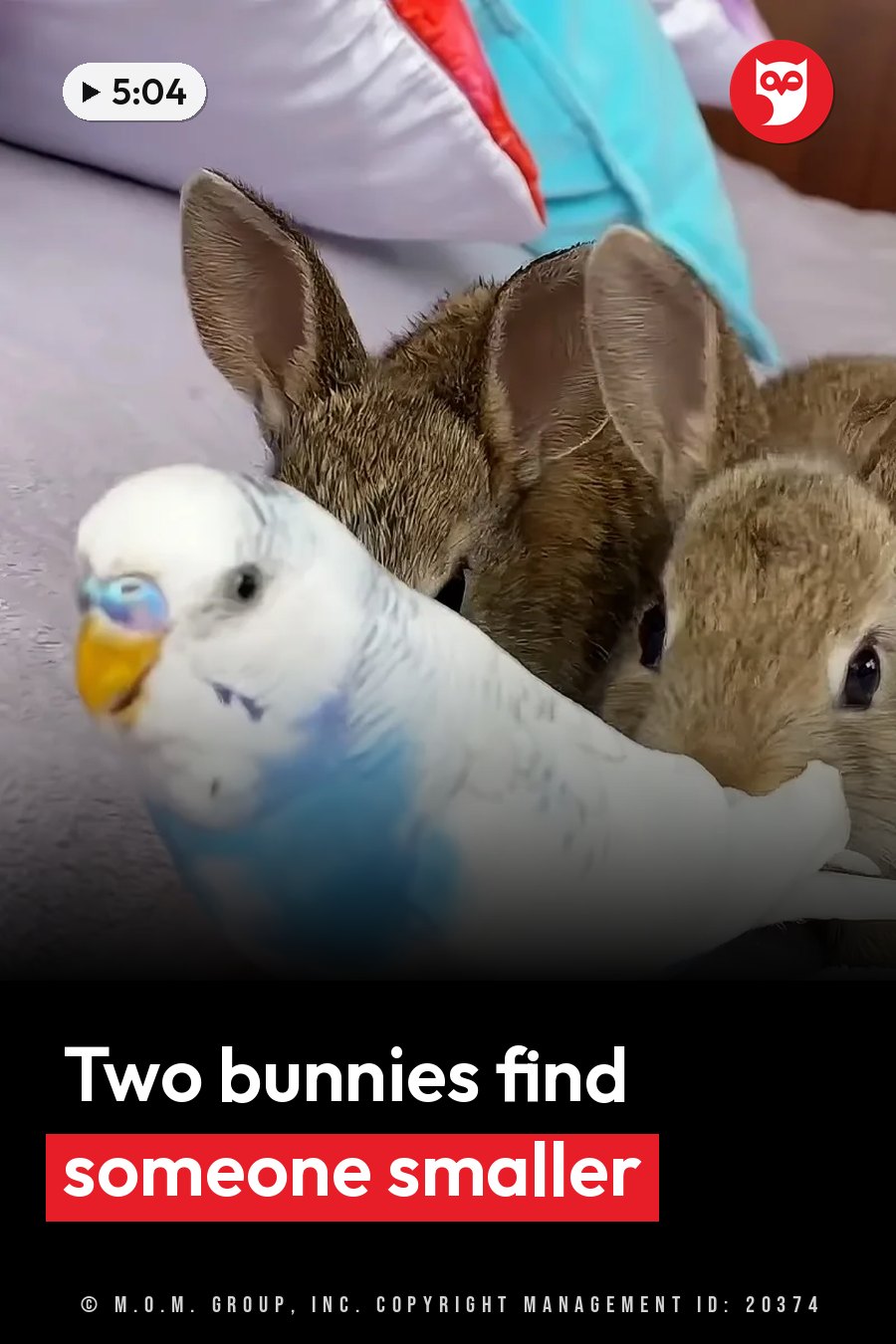A white budgie with blue markings sits beside two brown rabbits on a bed near pillows. A headline runs in white letters across the lower third.