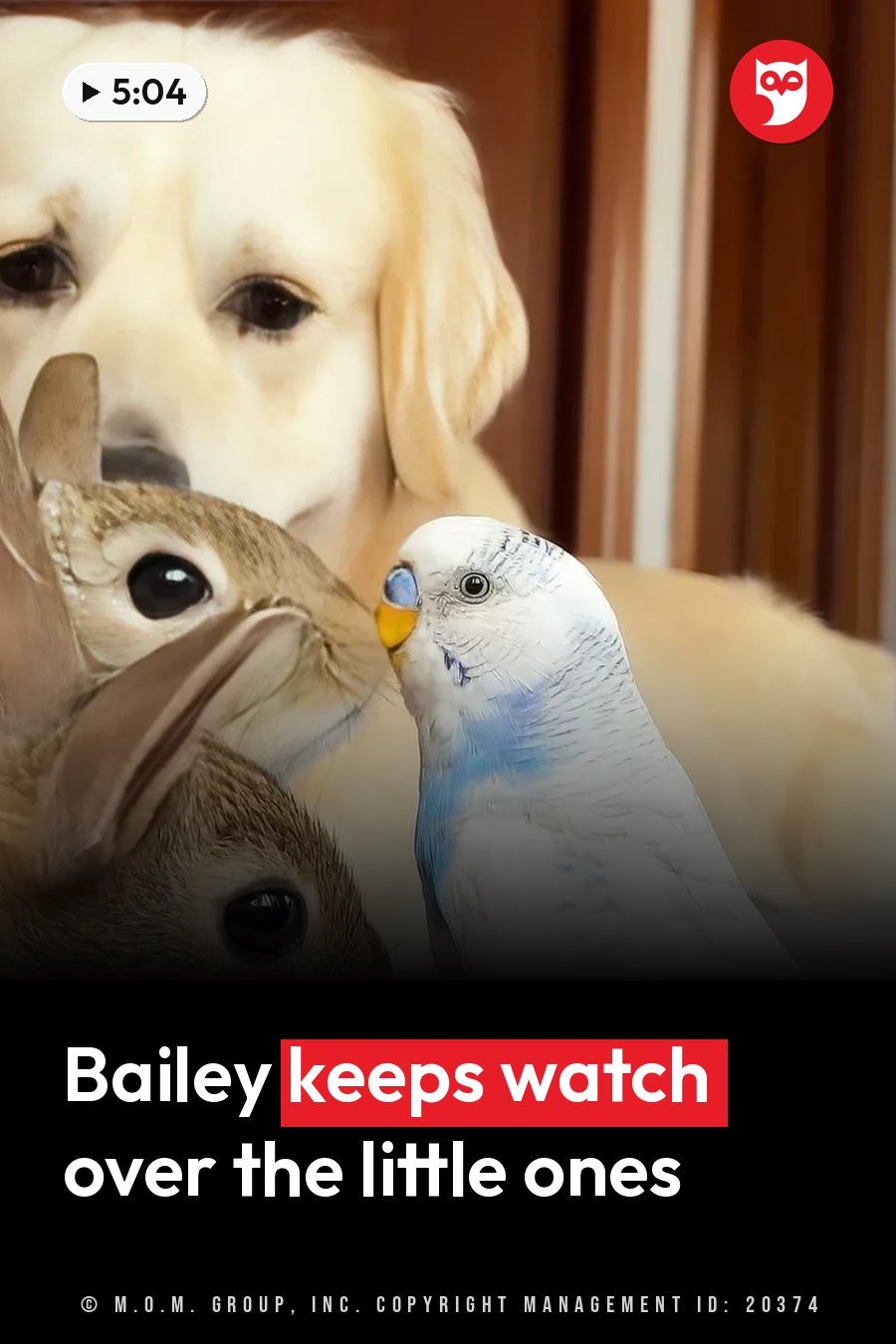 A golden retriever, a rabbit and a small bird sit together indoors near a wooden door. A headline runs in white letters across the lower third.