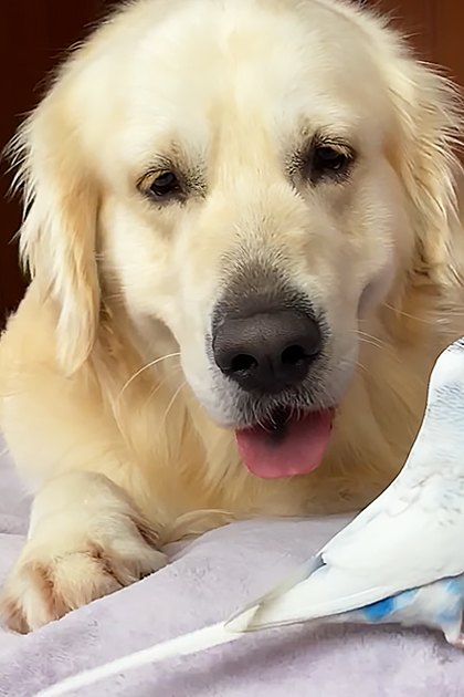 A Golden Retriever dog with a Budgerigar bird and a young domestic rabbit in an indoor bedroom setting with soft lighting.