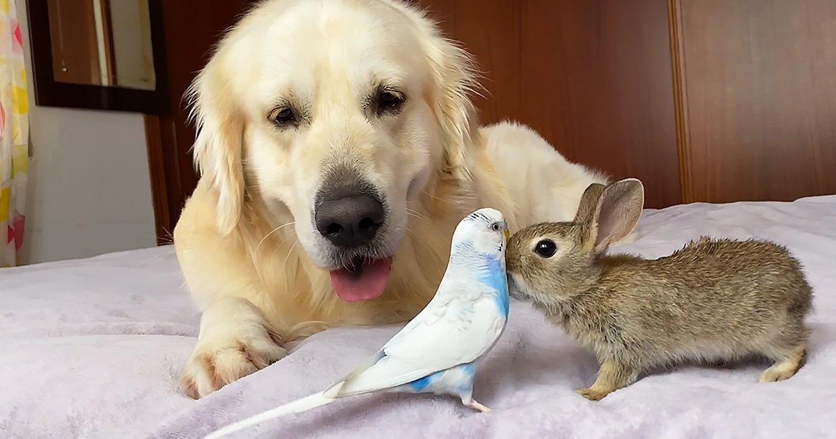 A Golden Retriever dog with a Budgerigar bird and a young domestic rabbit in an indoor bedroom setting with soft lighting.