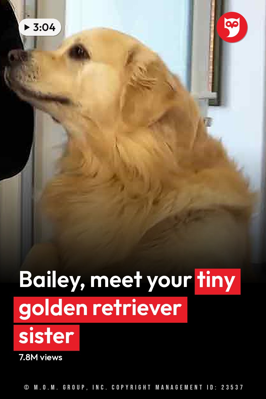A young adult female holds a basket with a light golden retriever puppy inside, in an indoor setting with a white dresser and green potted plant visible. The headline runs in white letters across the lower third.