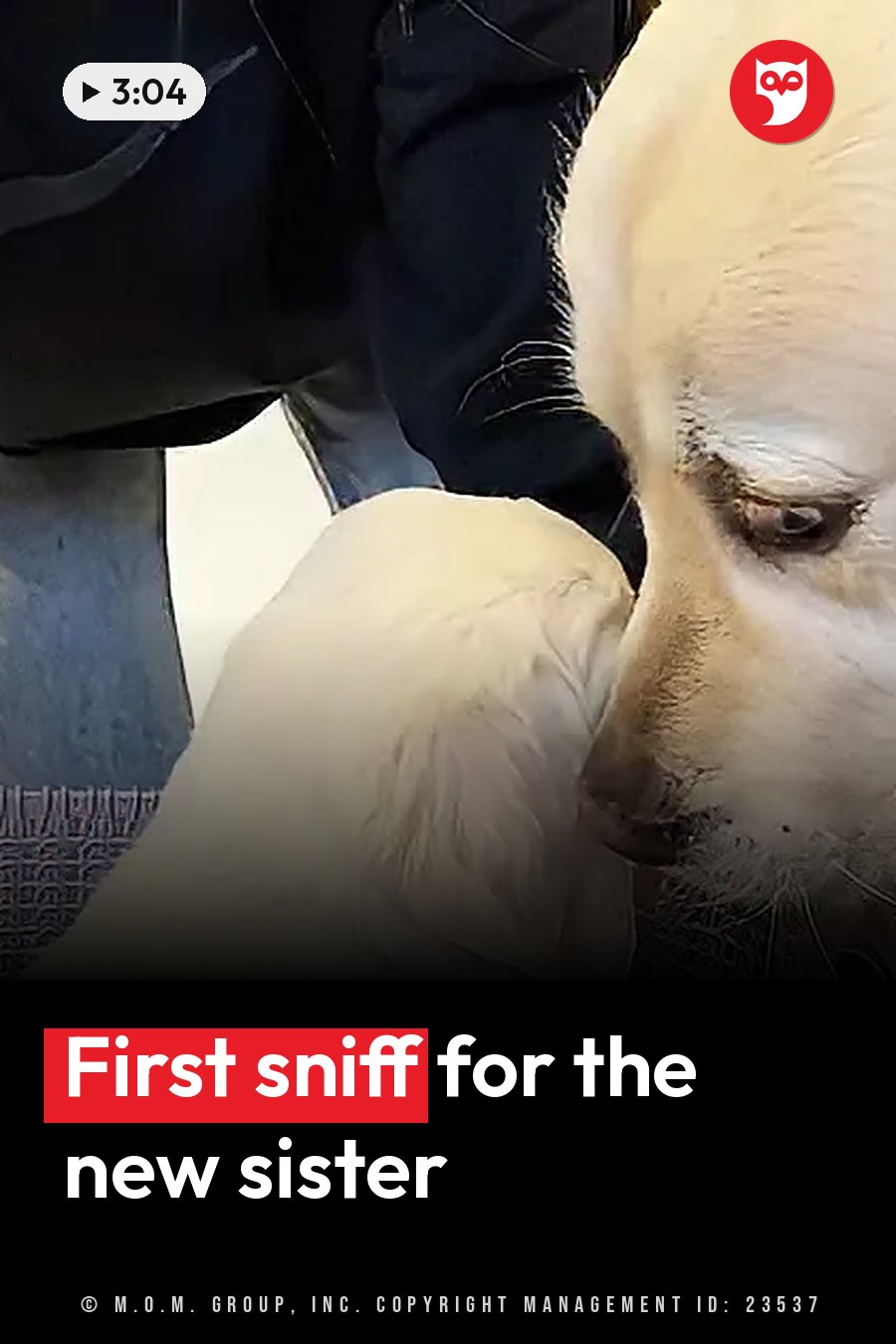 A light-colored dog nuzzles another light-colored dog next to a person in dark clothing. A headline runs in white letters across the lower third.