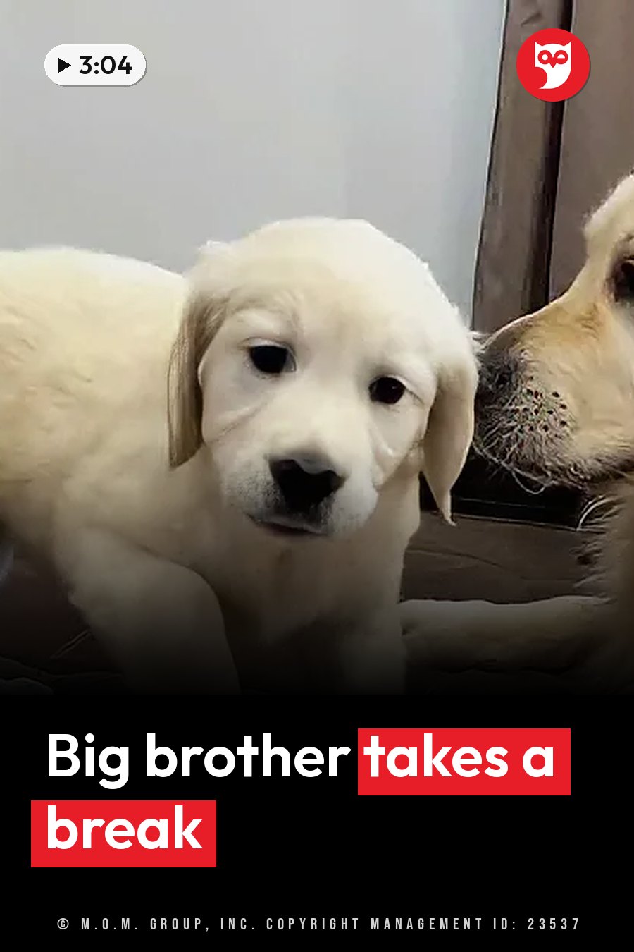 A small white puppy stands near an adult dog lying down beside a wooden door frame. A headline runs in white letters across the lower third.