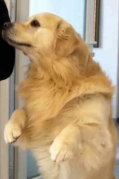A young adult female holds a basket with a light golden retriever puppy inside, in an indoor setting with a white dresser and green potted plant visible.