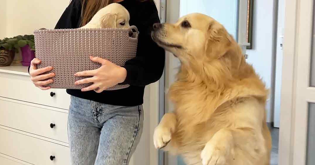 A young adult female holds a basket with a light golden retriever puppy inside, in an indoor setting with a white dresser and green potted plant visible.