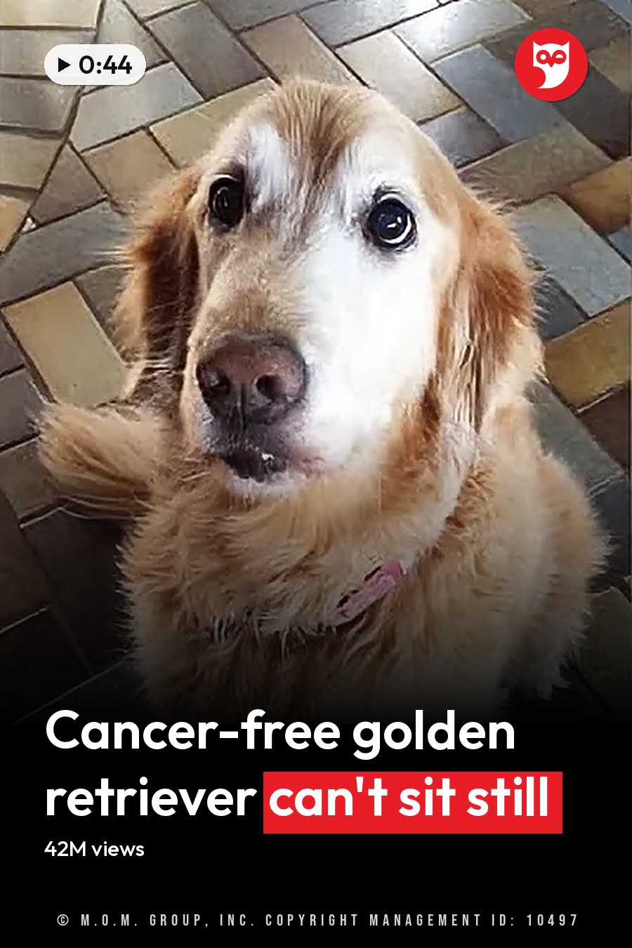 A golden retriever dog with light brown fur and a pink collar indoors on a tiled floor. The headline runs in white letters across the lower third.