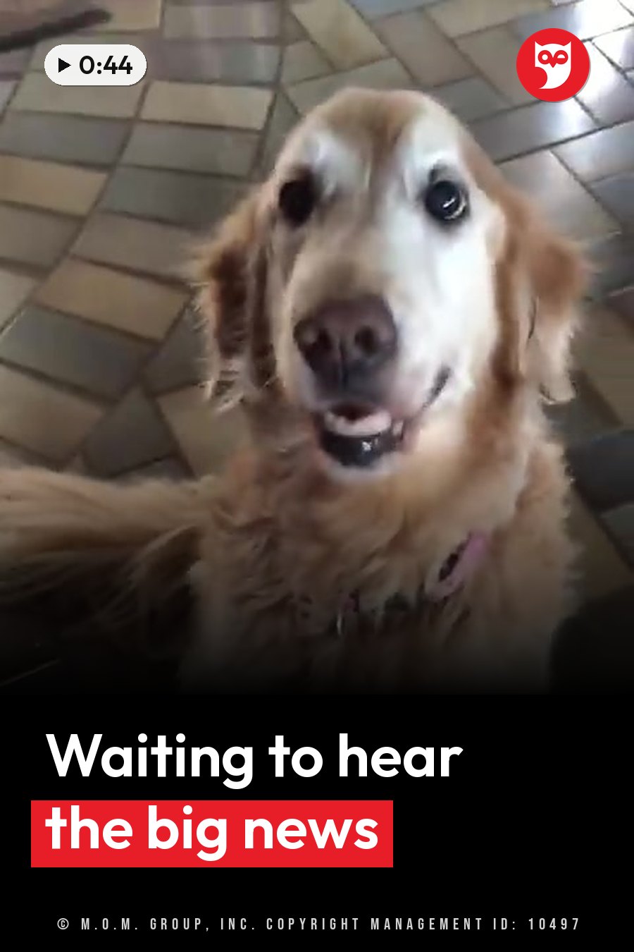 Lily, a golden retriever in a pink collar, sits on a tiled floor and looks up with her mouth slightly open. A headline runs in white letters across the lower third.