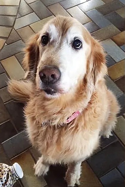 A golden retriever dog with light brown fur and a pink collar indoors on a tiled floor.