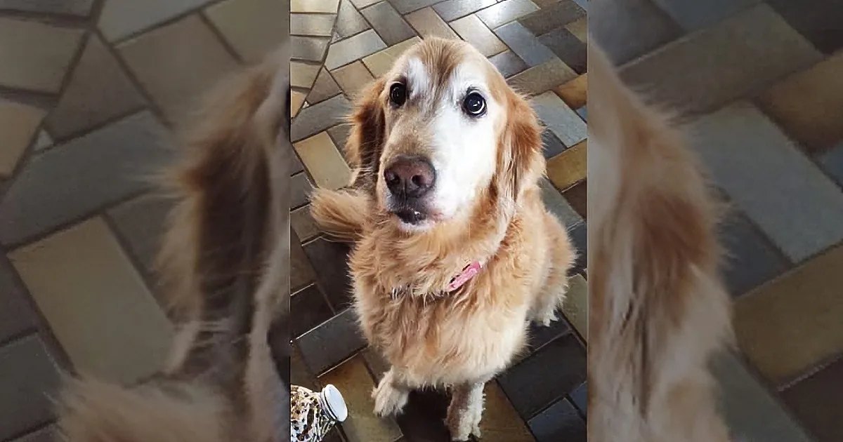 A golden retriever dog with light brown fur and a pink collar indoors on a tiled floor.