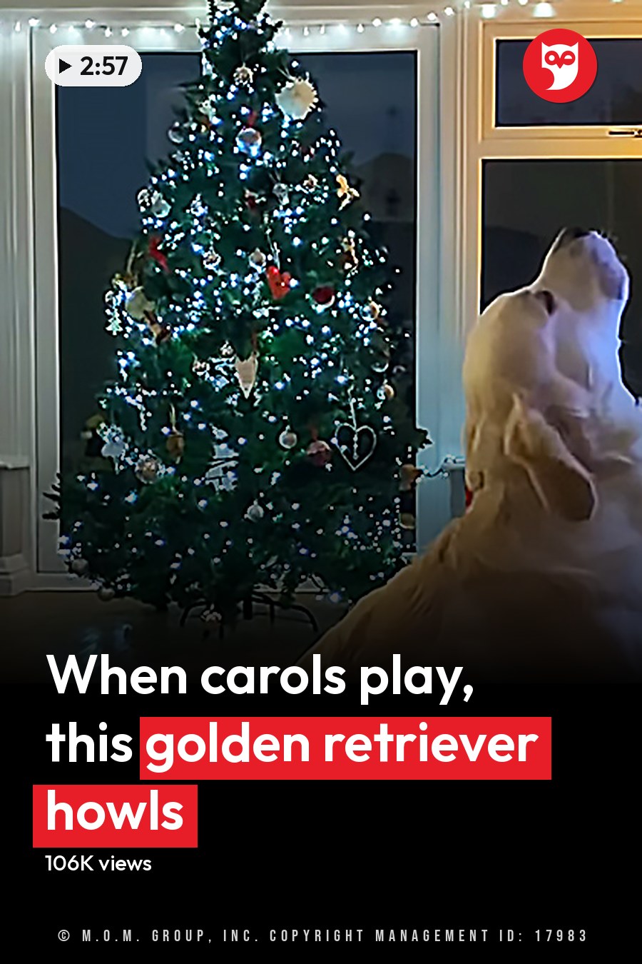 A golden retriever in a living room decorated for Christmas, evening light through windows. The headline runs in white letters across the lower third.