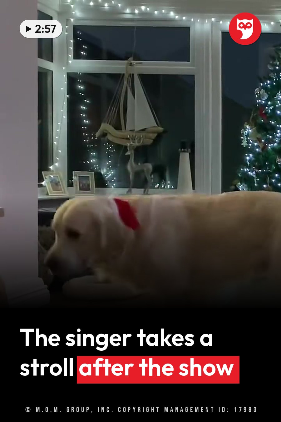 A golden retriever in a red collar walks past decorated windows and a lit Christmas tree at night. A headline runs in white letters across the lower third.