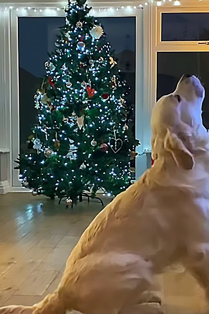A golden retriever in a living room decorated for Christmas, evening light through windows.